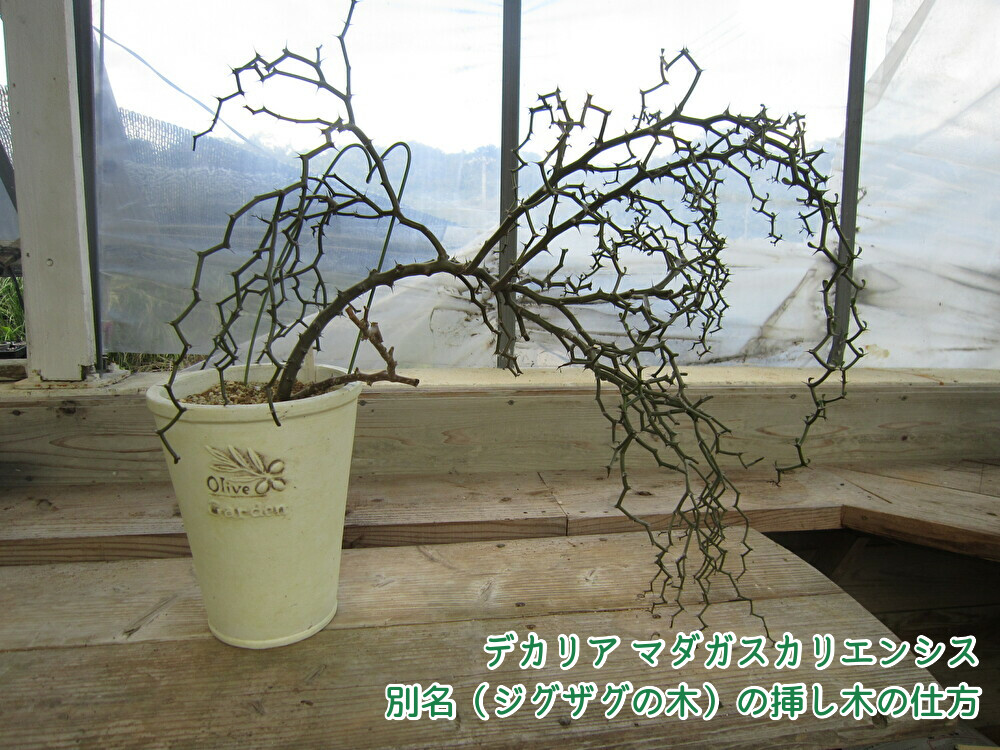 コ729「塊根植物」 デカリア マダガスカリエンシス【ジグザグの木・Decarya madagascariensis】