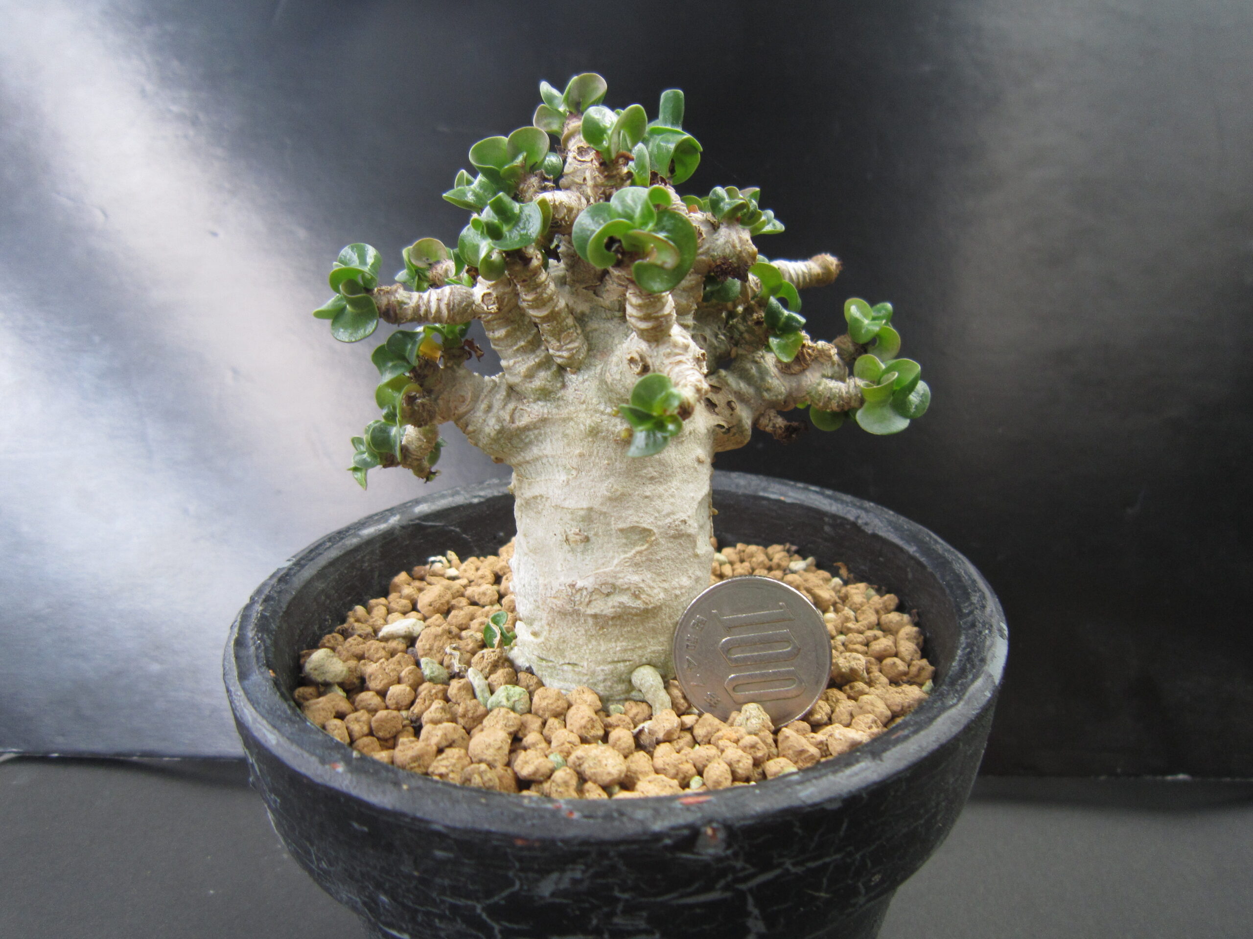100円玉を横に置いて撮影した盆栽風に植えたアデニウム・アラビカム