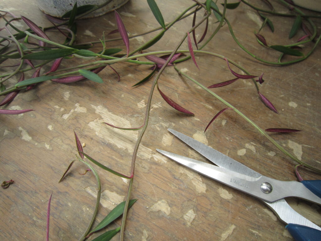 モナデニウム・ルベルムの茎をハサミでカットした様子を撮影した写真