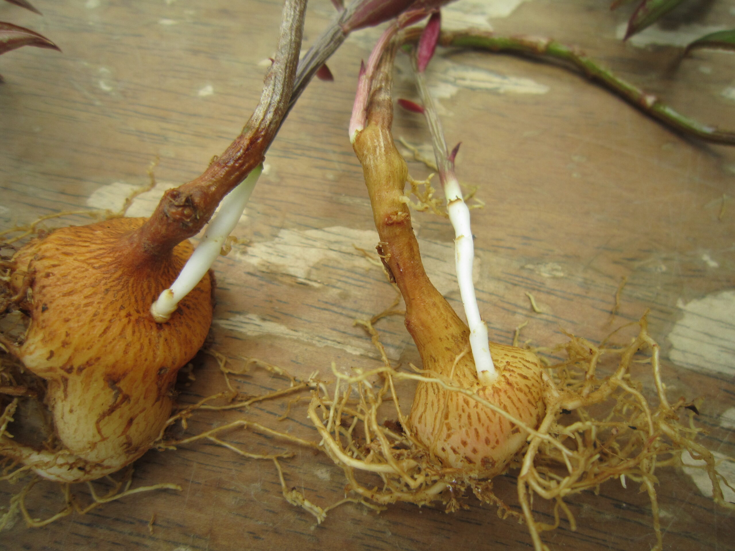 挿し木したモナデニウム・ルベルムの根から新芽出ている様子を撮影した写真