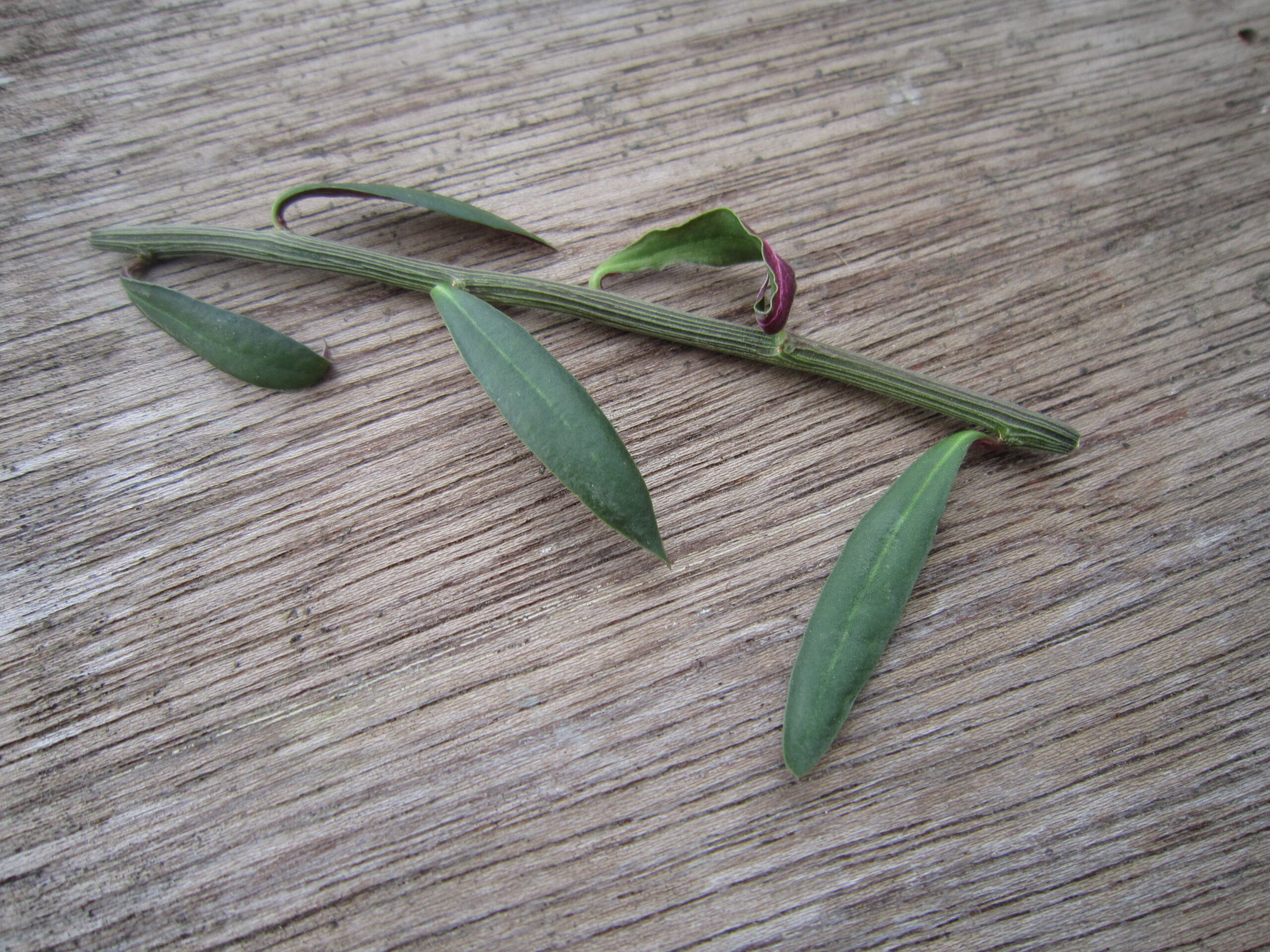 モナデニウム・ルベルムの茎を撮影した写真
