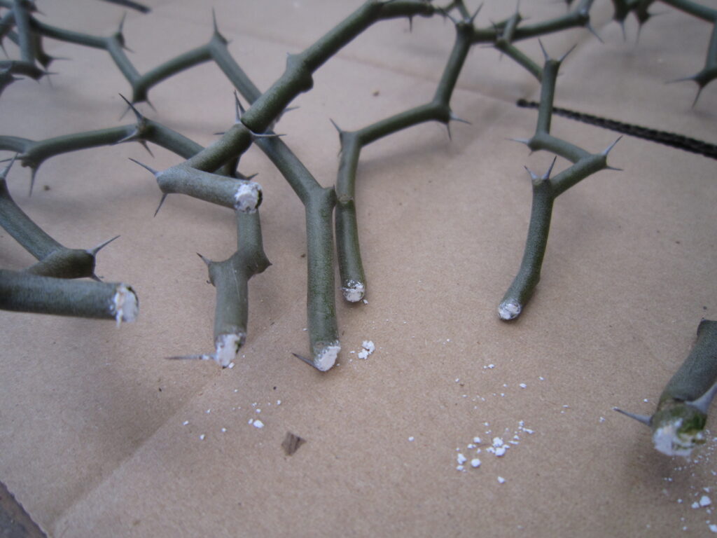 デカリア マダガスカリエンシスの枝の切り口にルートンを塗った写真