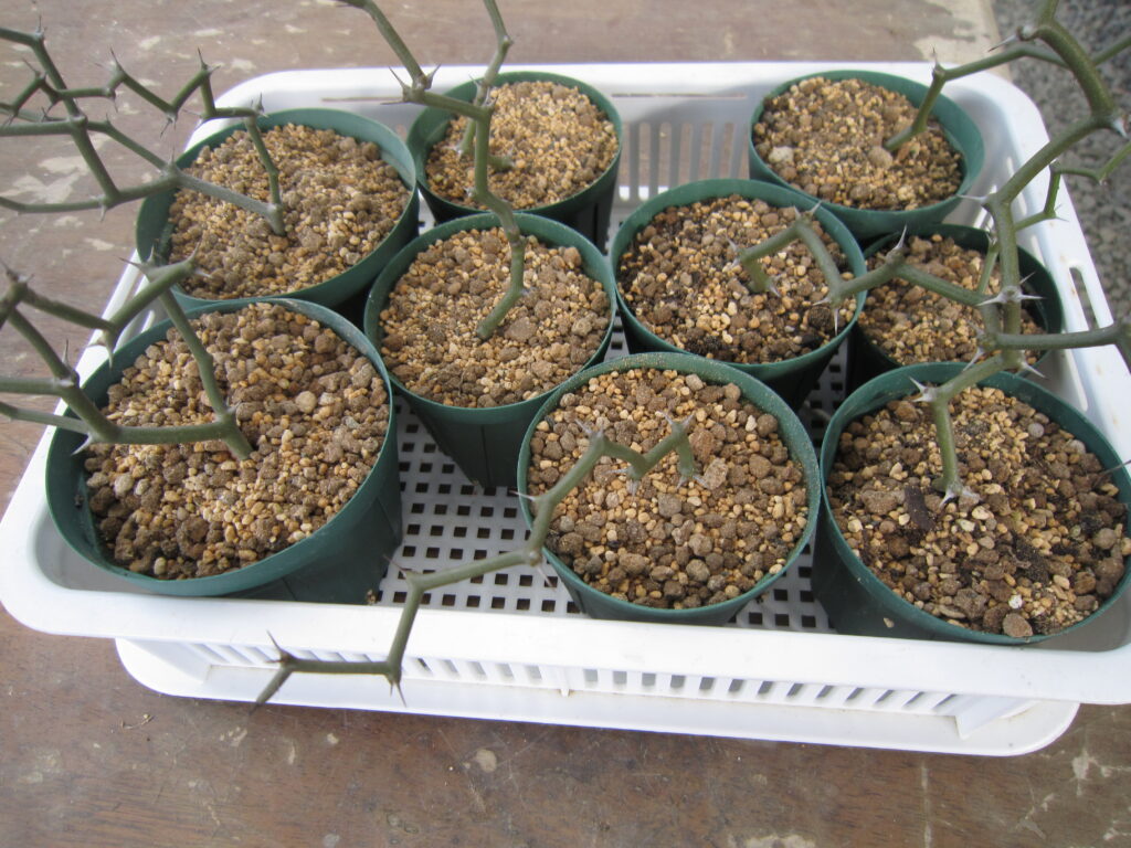 デカリア マダガスカリエンシスの挿し木を鉢植えした様子を撮影した写真