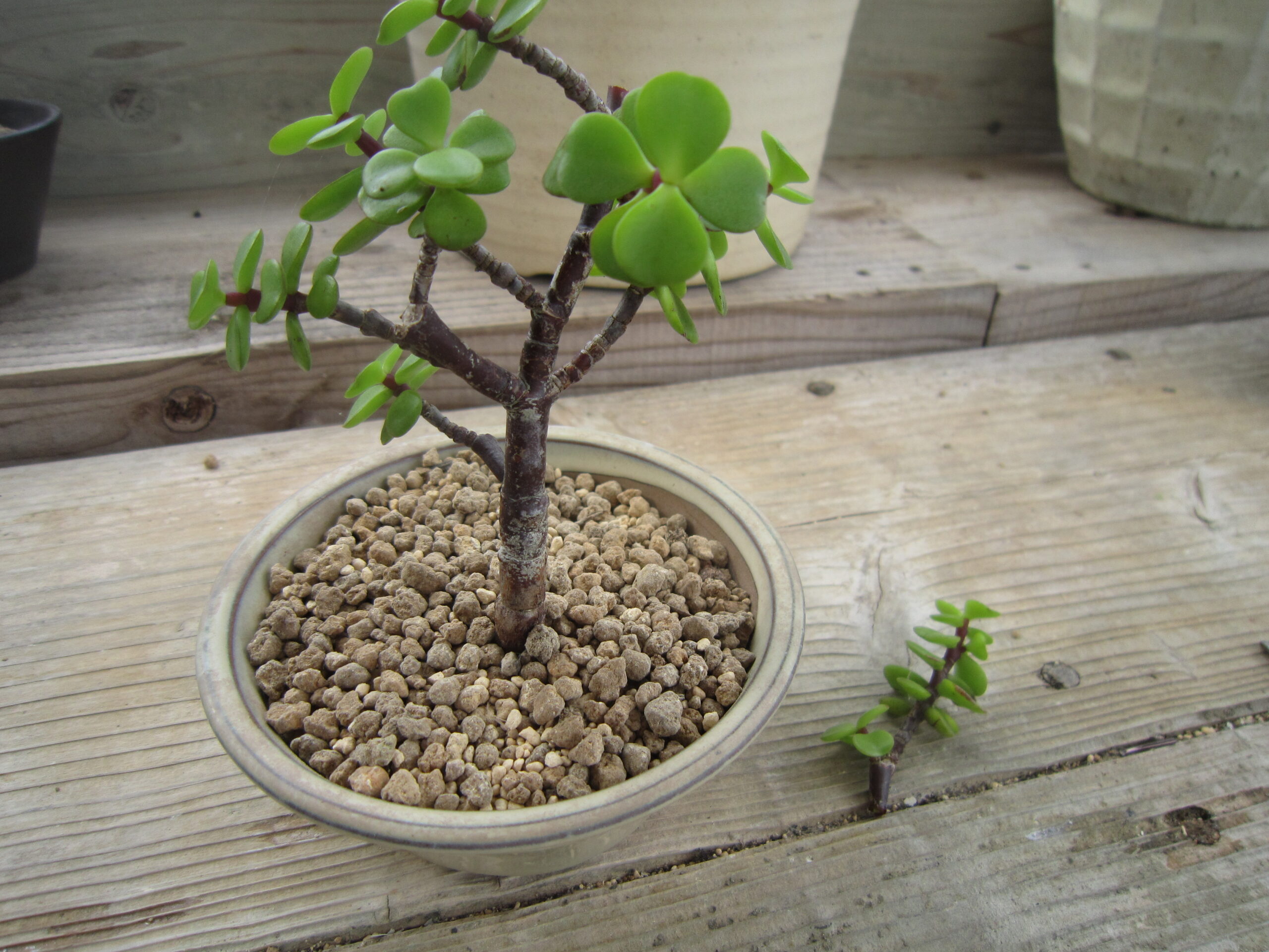 ポーチュラカリア・銀杏木を芯止めして盆栽鉢に植え替えた写真