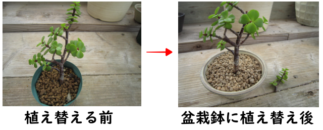 盆栽鉢に植え替えた多肉植物ポーチュラカリア・銀杏木（いちょうぼく）