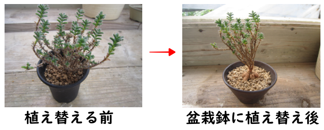 盆栽鉢に植え替えた多肉植物トリコディアデマ・姫紅小松