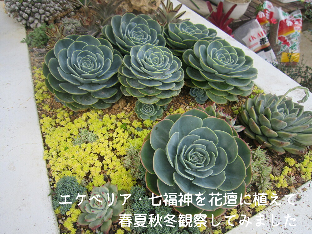 エケベリア 七福神を花壇に植えて春夏秋冬の違いを観察してみました マニアック多肉植物栽培日記