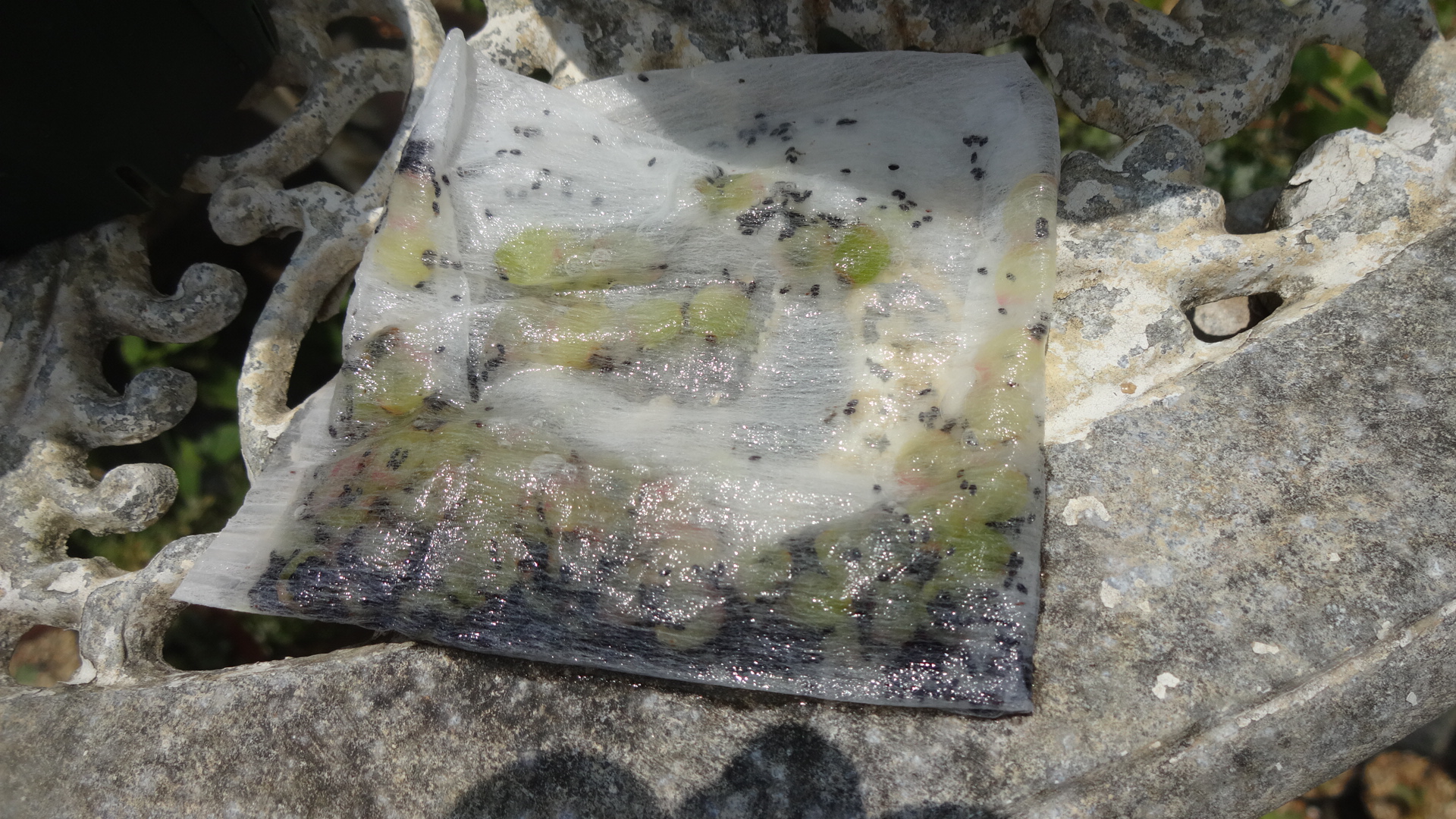 潰して種を取り出したリプサリス・ラムローサの種を水洗いした写真