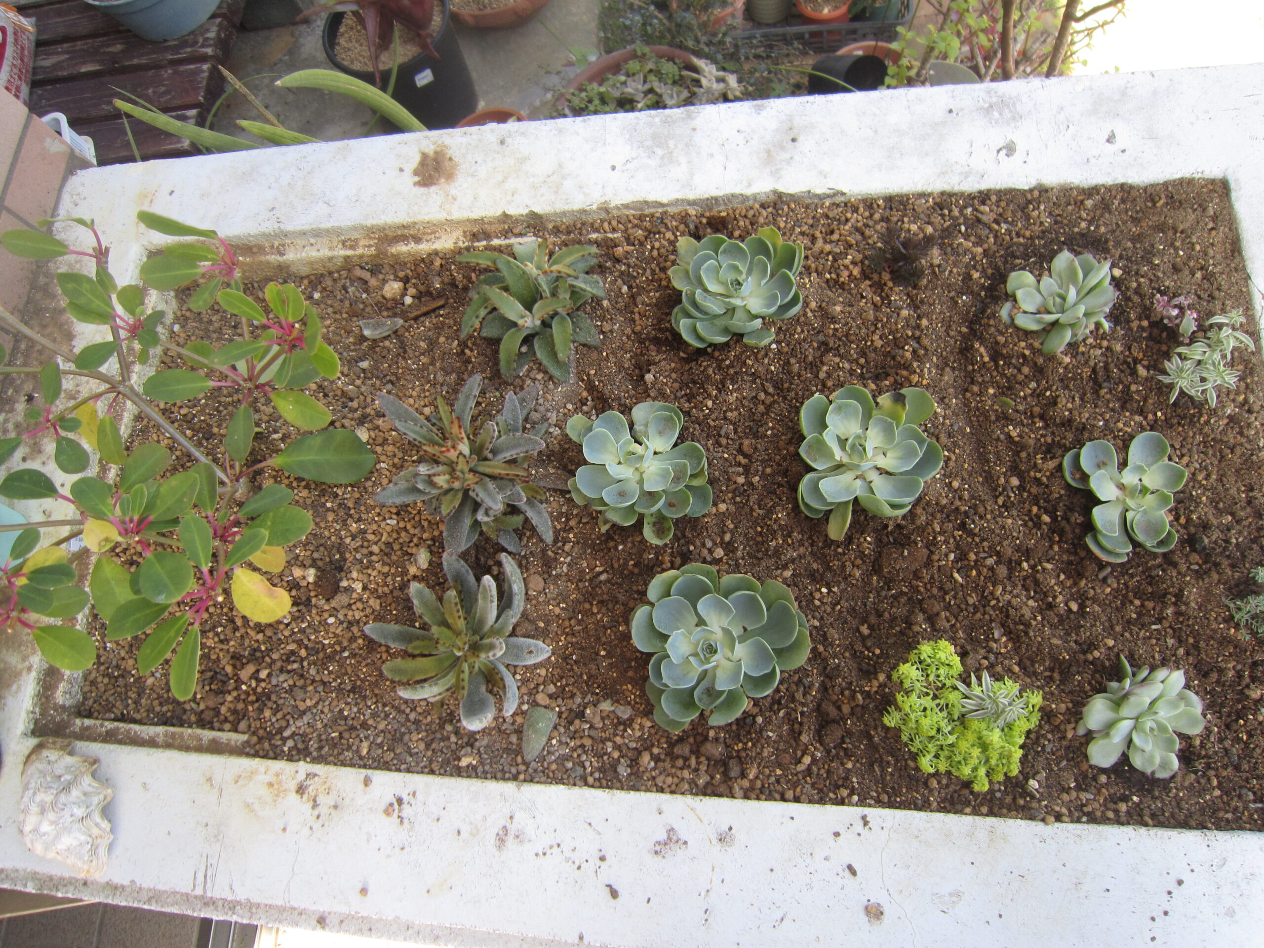 ８５×４０cmの花壇に植えたエケベリア