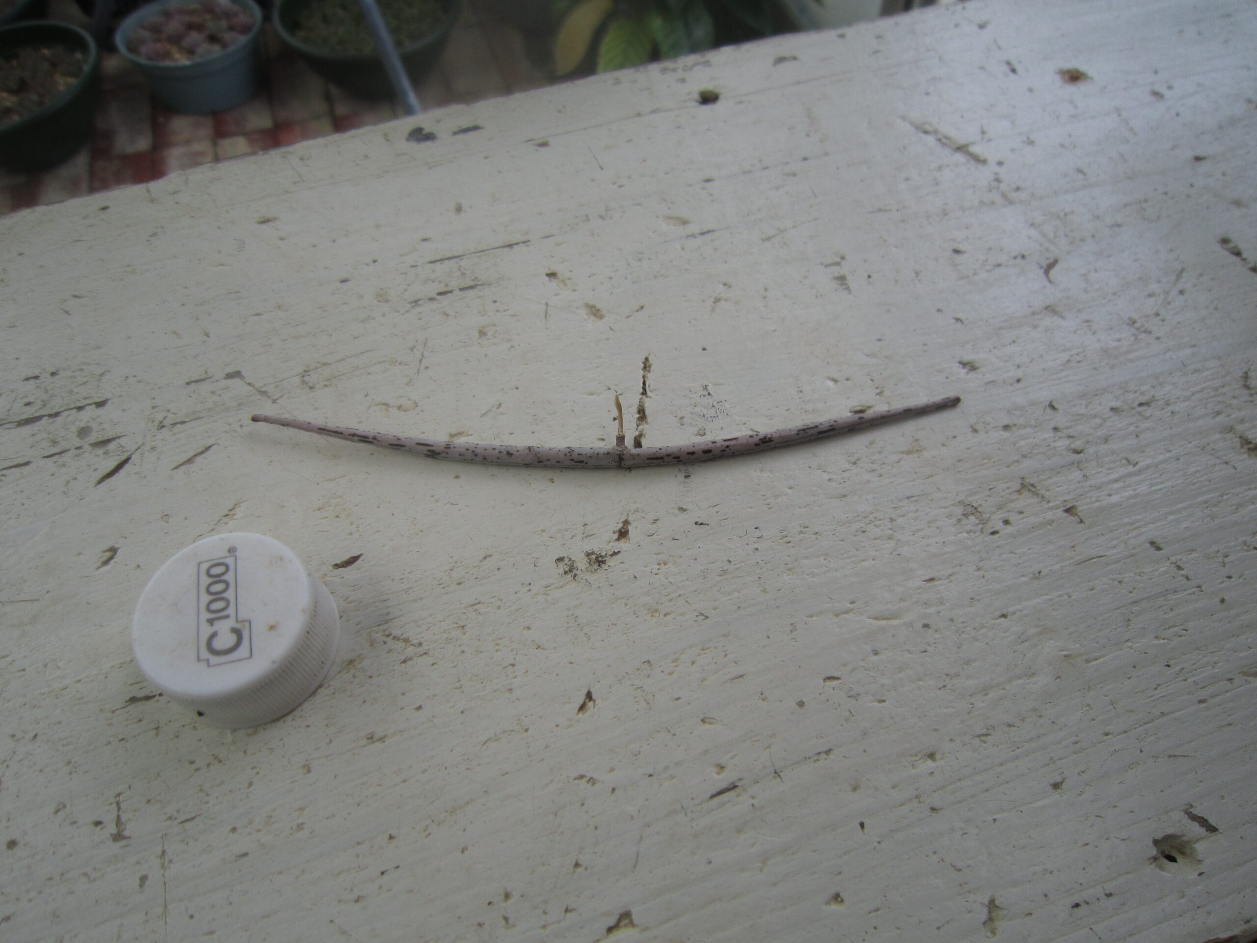 セロペギア・グリーンフォームシモネアエの種が入っている鞘