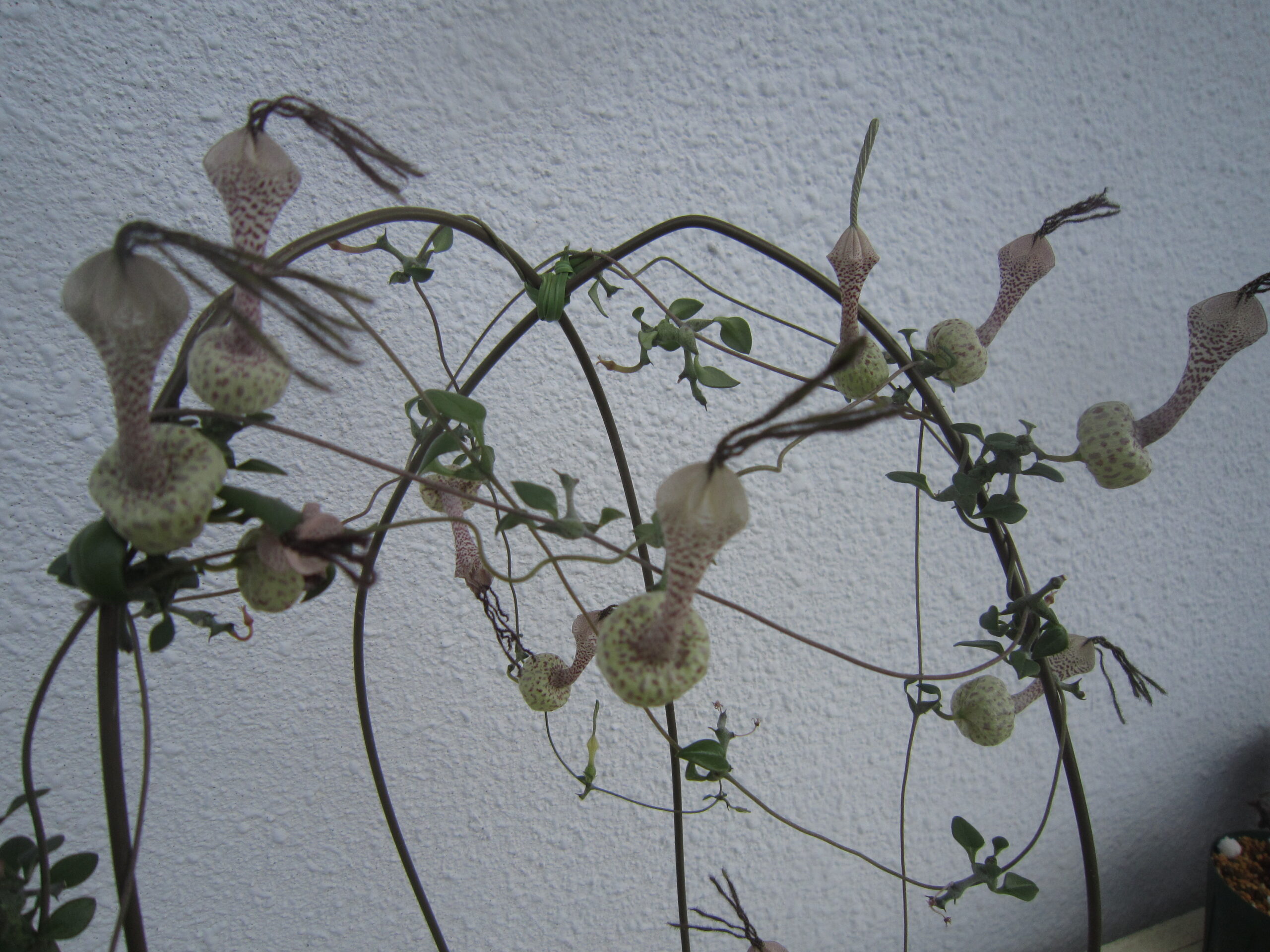 実生から発芽したセロペギア・シモネアエグリーンフォームに咲いた花