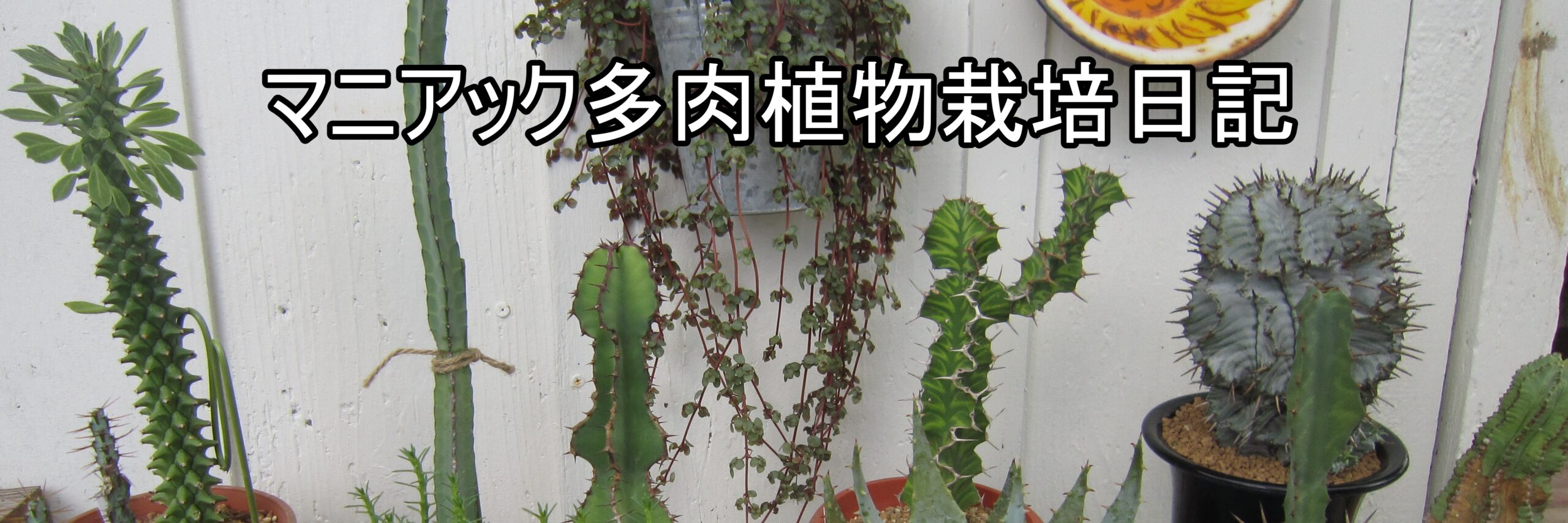 綴化したユーフォルビア・ラクテア ホワイトゴーストを挿し木で殖やし 