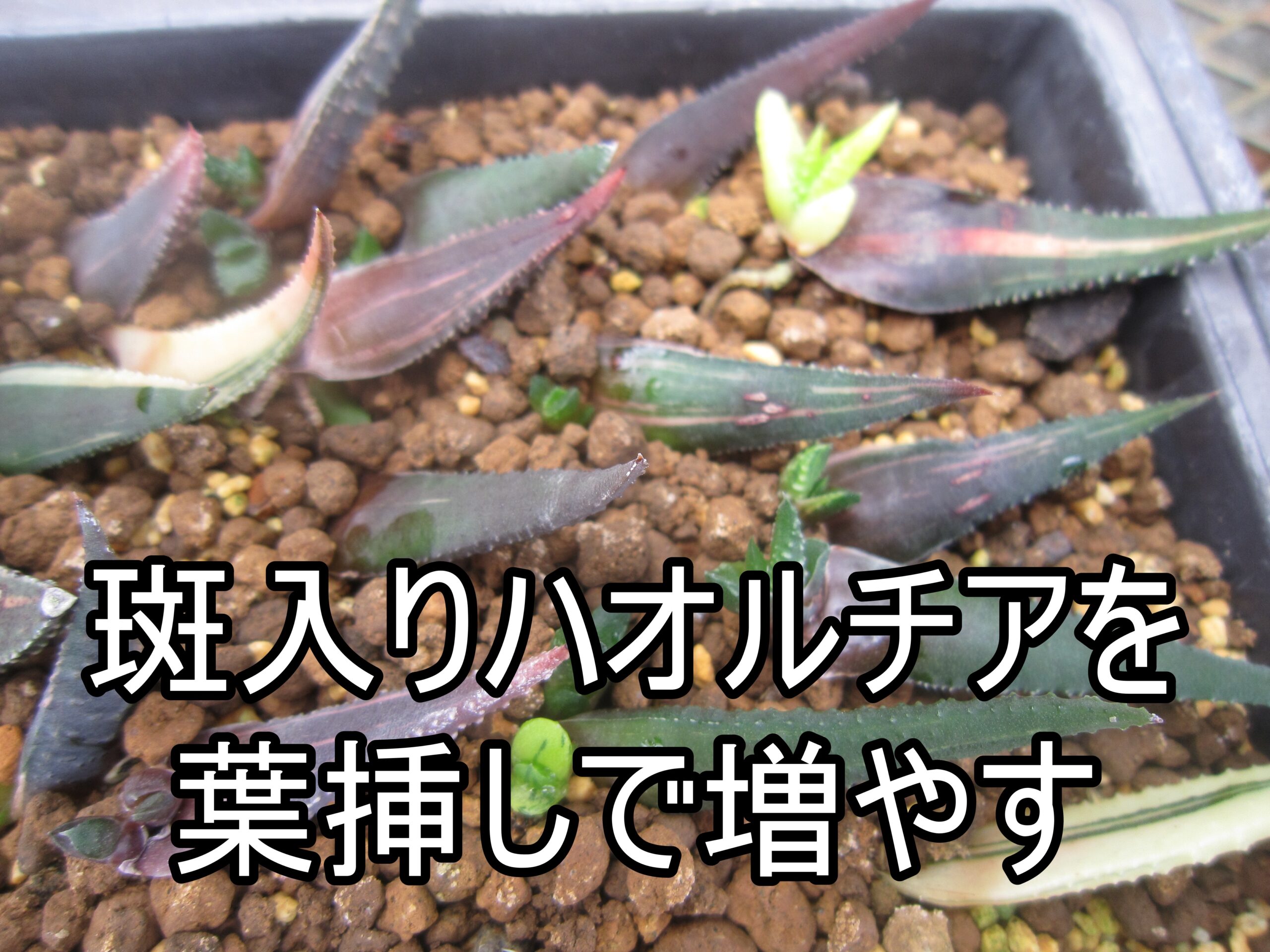 【安い大特価】（≧∇≦）多肉植物　ハオルチア　コエル　極鳥　葉挿し サボテン