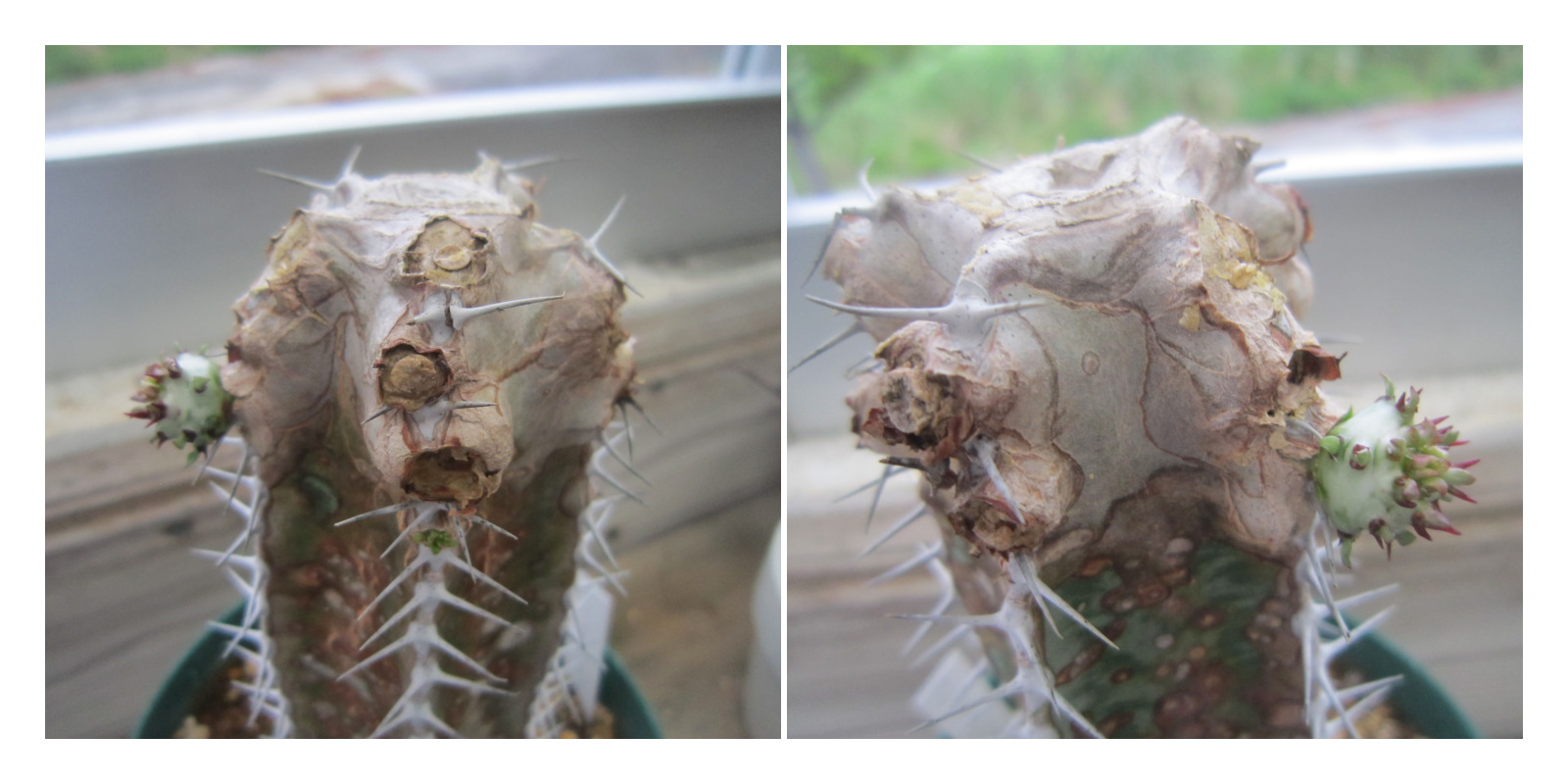 初代ローデシア、何回も新芽をカットされても新しい枝を出してくれます
