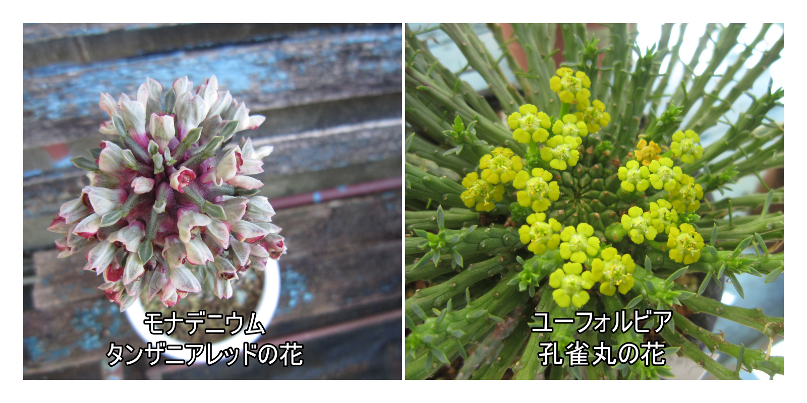 モナデニウムとユーフォルビアの花の比較
