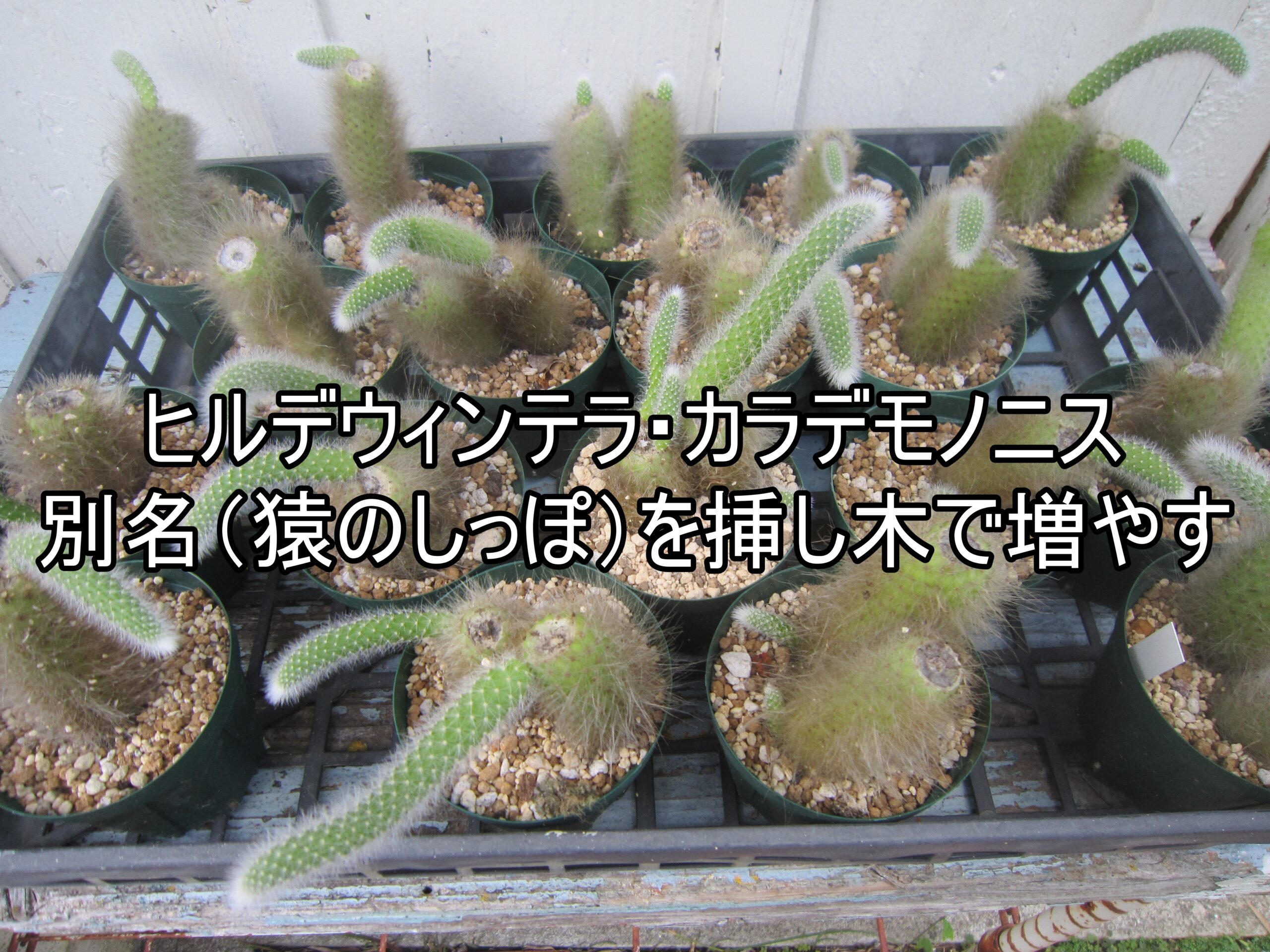 ヒルデウィンテラ・カラデモノニス別名（猿のしっぽ）を挿し木で増やし 