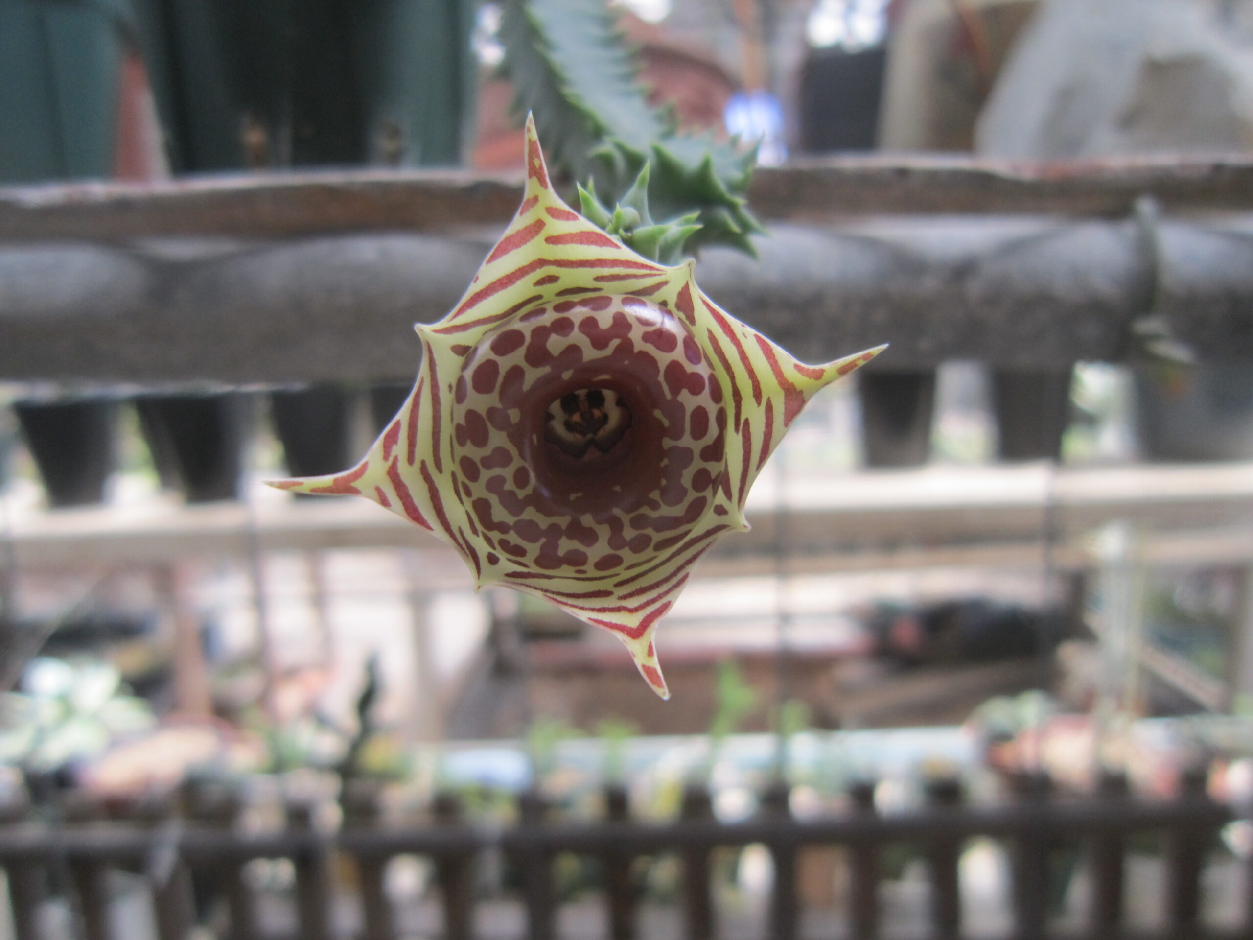 ガガイモ・セブリナ（和名・縞馬）の四角形の花