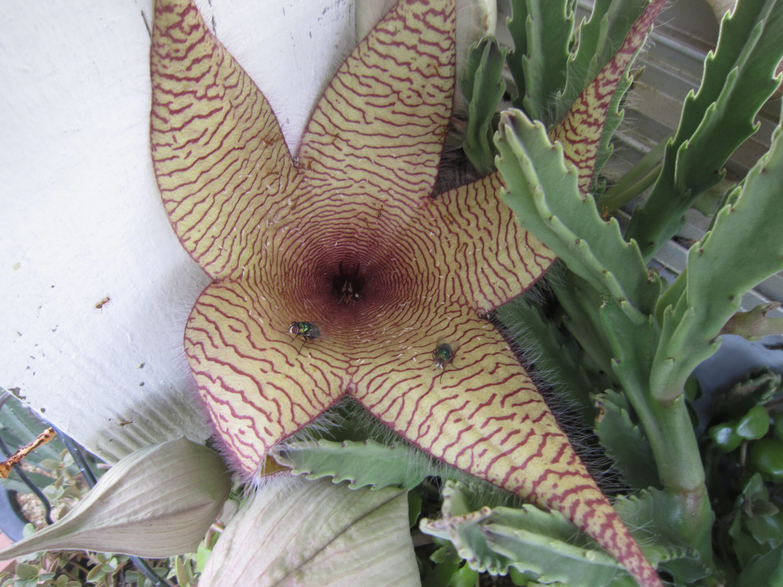 ハエがたかるほどの臭いを放つ王犀角の花
