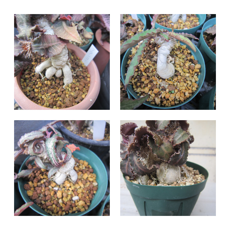 ユーフォルビア フランコイシー 実生株 赤葉 caudex コーデックス 塊根植物 ユーフォルビア・フランコイシーの実生、成長記録（2020年8月〜） \u2013 ゆるぷ