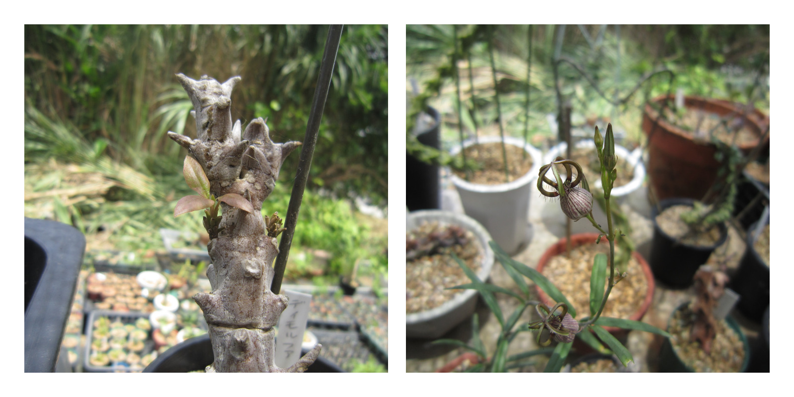 ディモルファの茎（左）と花（右）